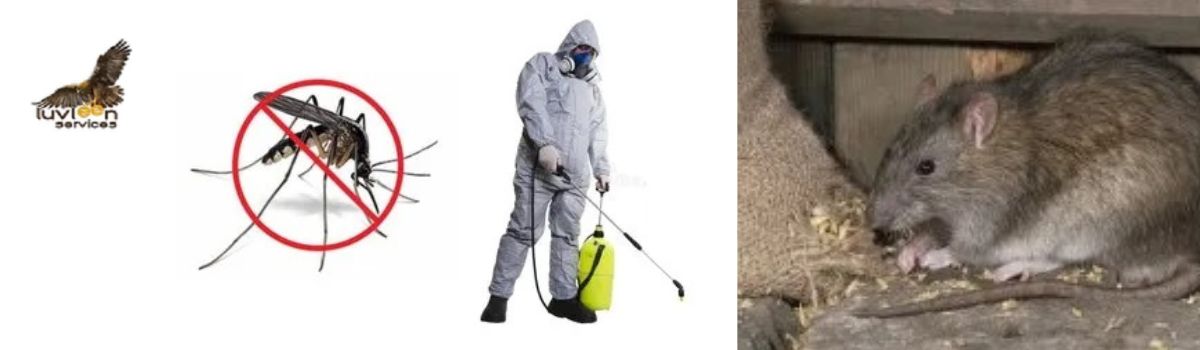 Pest Control Services,Pest Control Service, Cleaning Services, Anti Termite Soil Treatment Service, Rat Control Service, Industrial Disinfection Services, Fleas Control Services